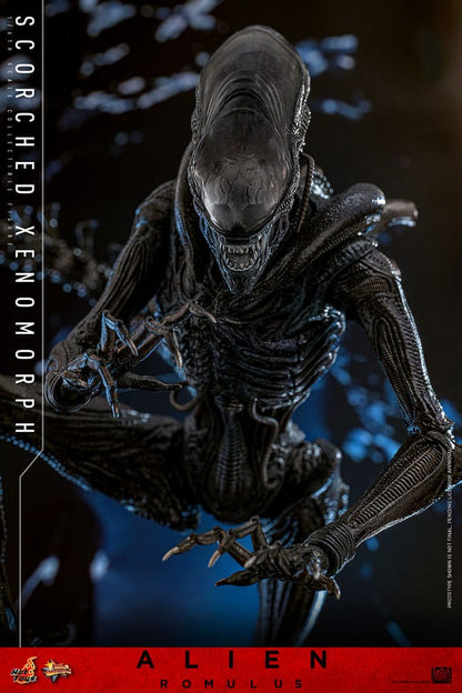 🔴PRE-ORDER Scorched Xenomorph 1/6 Alien: Romulus Figura Movie Masterpiece