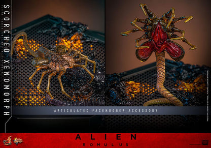 🔴PRE-ORDER Scorched Xenomorph 1/6 Alien: Romulus Figura Movie Masterpiece